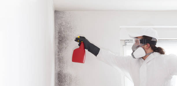Mold Removal and Inspection in Euclid, OH